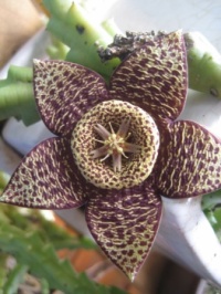 Stapelia flower