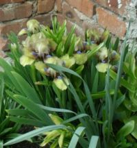 Kosatce - u sousedky