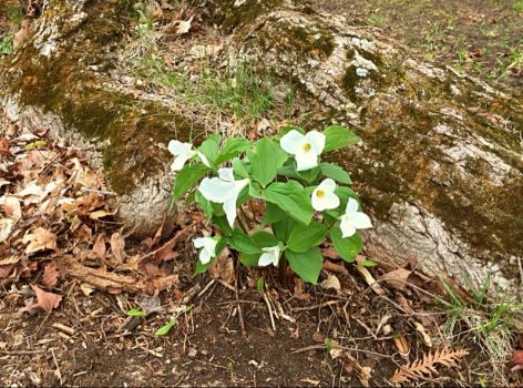Trilliums popping up