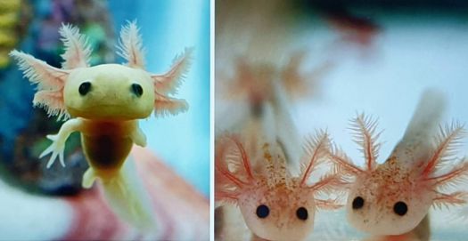 Solve Baby Axolotl Jigsaw Puzzle Online With 32 Pieces