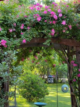 Climbing Roses