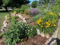 Garden near full bloom