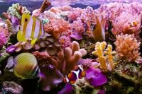Endangered Hikkaduwa Coral Reef Sri Lanka