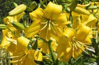 Yellow Lilies
