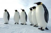 Penguin Meeting