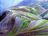 China rice fields