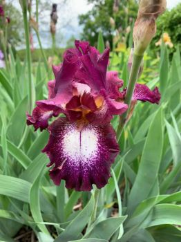 Purple  iris  2019