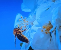 Honeybee butt 2