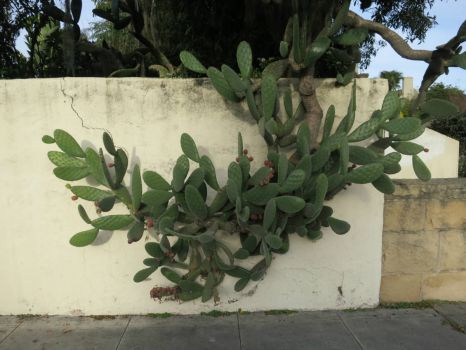 Cactus over wall