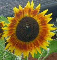 My granddaughter's sunflower!!!