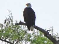 4-20-2015-Reelfoot Lake--bald eagle