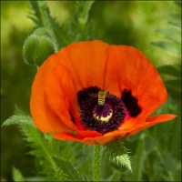 Poppy with a visitor