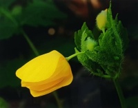 CELADINE POPPY