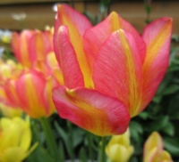 "Changing Colour" Tulip.