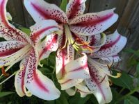 More lilies