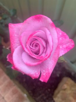 A rose in my garden.