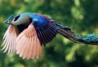 Peacock in flight - 2