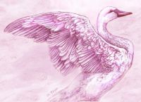 pink swan