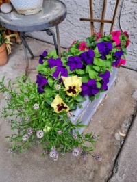 Petunias