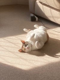 Tilly
