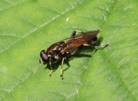 Brown-toed Forest Fly - Xylota segnis (gewone rode bladloper)