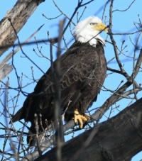 Eagle in Central Park,  New York City,   NY