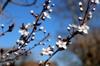 Prunus en Mars