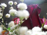 a pretty rose