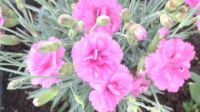My Carnations up close
