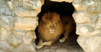 Caved Lion