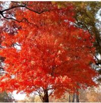 Fall Beauty