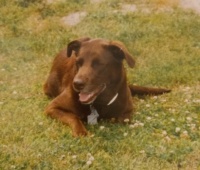Our Chocolate Lab, Candy, 1990