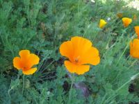 Late April finally in full swing Poppies