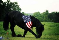 Patriot Stallion!
