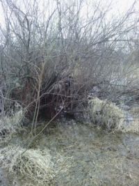 find the dog