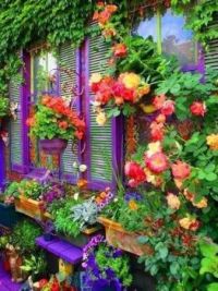 purple window