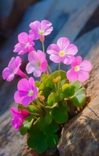 Such cute little flowers