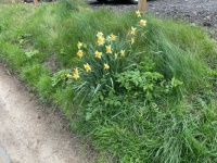 Roadside Daffodils