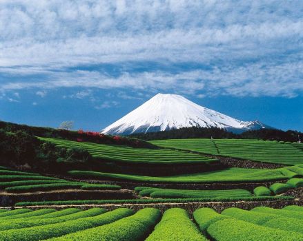 Mt. Fuji with tea fields in the foregrounds
