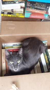 Book saver cat