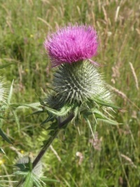 Thistle