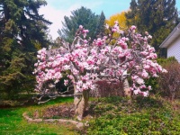 Magnolia