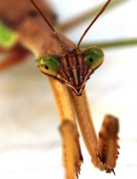 praying mantis up close