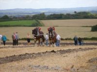 horses in ploughing match