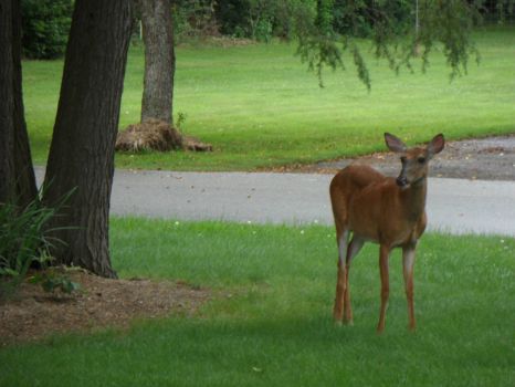Doe in our front yard