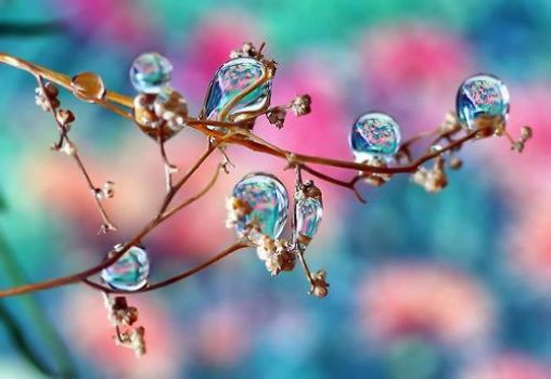 water drops on twig