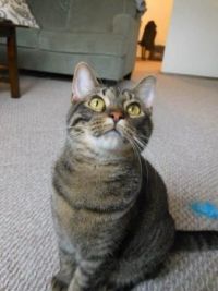 Watson