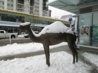 Snow on Camel