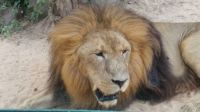 Lion at the Houston Zoo
