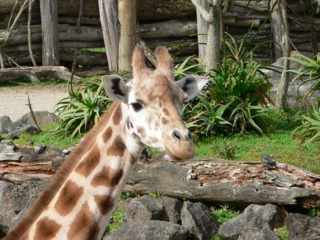 Giraffe, Auckland Zoo